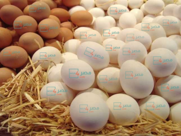 سعر البيض اليوم الخميس في مصر 16-2-2023 .. وارتفاع كبير في سعر كرتونة البيض