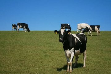 كيفية تحديث بيانات دعم صغار مربي الماشية الجديد 